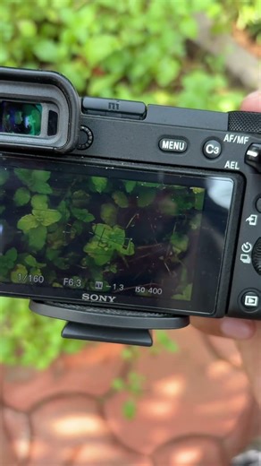 Wait… this is just a leaf? 😳