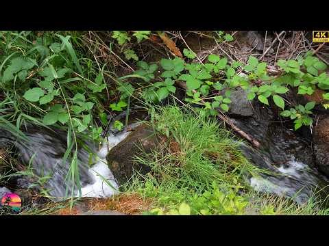 Forest Stream Sounds 🌿 Fast Flowing Creek | Relaxing Nature Sounds 4K