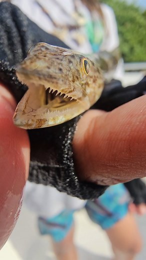 30 reactions · 49 comments | Name this fish? | Mark the Shark's Monster Fishing Charters | Facebook