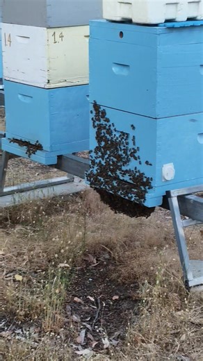 Hive 20 is really the only hive with a real beard under the hive. This is how bees cope with the heat. They will stay outside until the temperature cools down. Half of the water containers were empty this afternoon so lots of water is being taken into the hives to cool things down. #tangellybees #Julimar #bees #hot | Tangelly Bees