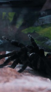 Mexican Red Rump Tarantula drops an eggsac ON CAMERA! Watch the ENTIRE video on my YouTube here: https://youtu.be/LYUvNolXAzw | The Tarantula Collective