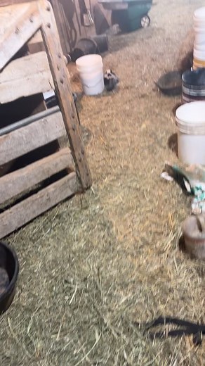 Dealing with Skunks in the Barn: Herford Beef Burgers and More