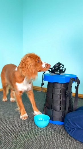 65K views · 6.1K reactions | Some more muzzle training for Zoe today,...