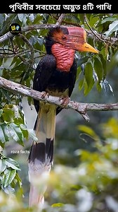 4 most bizarre birds on earth 🦜 #shorts #birds #wildlife #animals #facts | Roza Facts