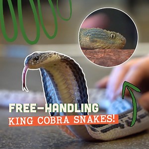 738K views · 3.5K reactions | Free-Handling a King COBRA | Brian Barczyk | Facebook