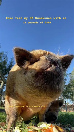 Jodie | The Starling Homestead on TikTok