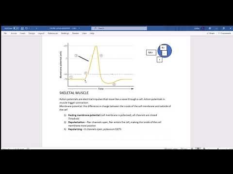 Action Potentials: Skeletal Muscle vs Pacemaker vs Cardiac Muscle