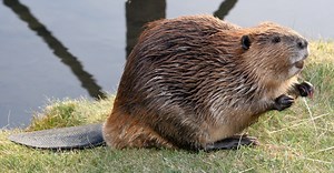 Bober Kurwa: Was bedeutet das?