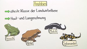 Stammbaum der Wirbeltiere | sofatutor.com