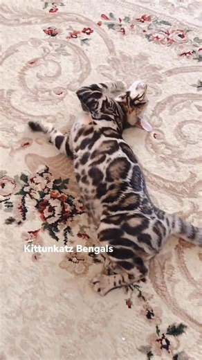 Silent Heat in Female Cats: A Hidden Risk Every Owner Should Understand Many cat owners believe that a female cat is only in heat when she shows obvious signs such as loud crying, rolling on the floor, lifting her hindquarters, or actively seeking a male. In reality, this is not always the case. Some female cats experience what is known as silent heat, a condition where the cat enters a heat cycle hormonally but shows little to no visible behavioral changes. Silent heat can easily mislead owners