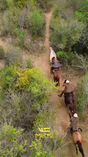 A Chegada dos Vaqueiros na Fazenda Honorato