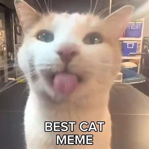 spinning cat ##spinningcat ##catedit ##spinningcatedit ##dancingcat #meme