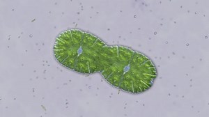 Animation Imitating View Through Microscope Single Stock Footage Video (100% Royalty-free) 1056703556 | Shutterstock