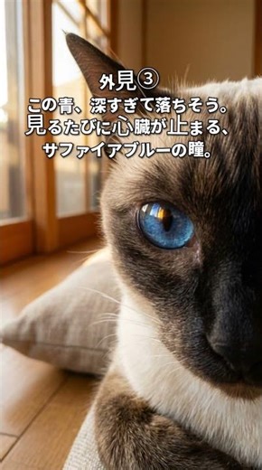世界一おしゃべりで、世界一あなたを必要としてる猫—それがシャム。#シャム #シャム猫 #猫 #猫のいる暮らし #猫好き #猫動画 #猫の不思議#猫の性格 #癒やし動画 #愛猫 #猫あるある #ねこ