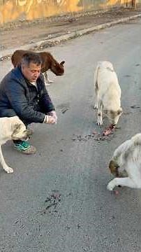 Heartbreaking Moment Feeding Starving Stray Dogs 💔🙏