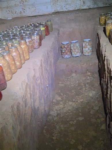 basement/ #rootcellar is doing great | root cellar