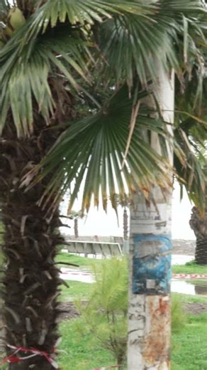 #散歩 #街歩き #4K60FPS Walking through Batumi: Seaside park Near Lake Ardagani. 2026.05.02 (#239)