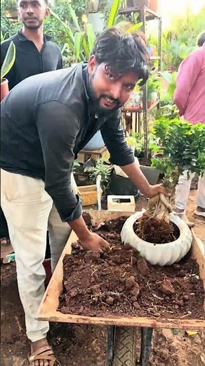 Ficus Bonsai Potting in Ceramic Pot 🌿 | Step-by-Step Guide