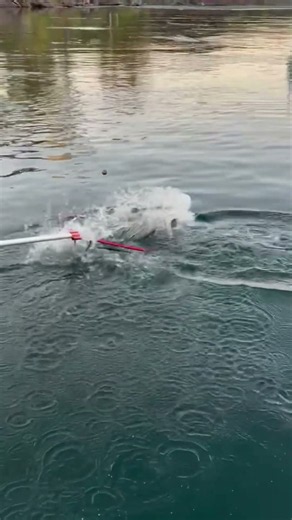 King Salmon in Slowmo!