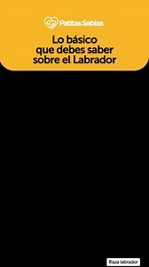 2.3K views · 62 reactions | Lo básico que tienes que saber sobre la raza labrador #labrador #labradores #razalabrador #todosobreperros #perrostips #entrenamientocanino #adiestramientocanino #eduacioncanina | Patitas Sabias | Facebook