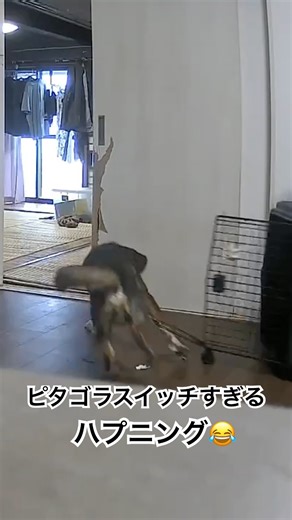 犬のハプニング|巨大なクレートにひっかかって大パニック#犬 #dogshorts #happening #ピタゴラスイッチ #ハプニング