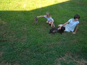 Baby Fawn Comes To Visit