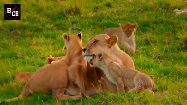 Why Scarface Was Unstoppable | The Maasai Mara's Deadliest Lion