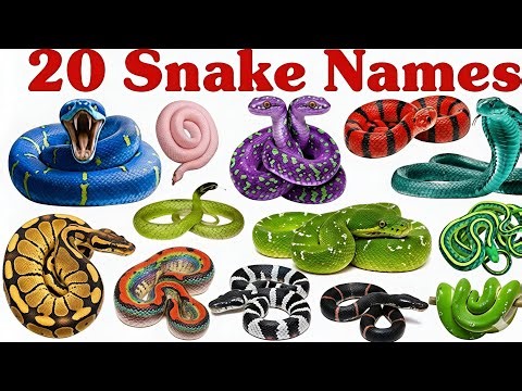 Top 20 Snake Names for Kids | Snake Names & Facts | Preschool Learning Video