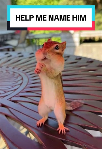 Creative Name Ideas for Your Adorable Chipmunk