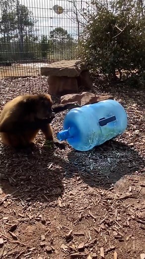 Spider Monkey Forage Enrichment! #spidermonkey #animals #wildanimalsafari #enrichment #monkey | Wild Animal Safari