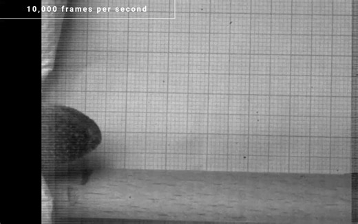 66K views · 132 reactions | The underlying (and explosive) biomechanics of squirting cucumbers is the focus of a new study—one that highlights the fascinating ballistics they use to disperse their seeds efficiently: https://arstechnica.visitlink.me/1X65RT [: Helen Gorges/CC BY-NC-ND] | Ars Technica | Facebook