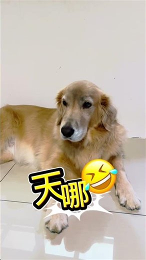 調皮小妞完全不知道自己的臉變怎麼樣 世界無敵可愛😍 #goldenretriever #funnyvideo #cute #doggo #somuchlove