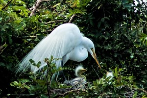 State awards $100,000 to cleanse Hoyt Island