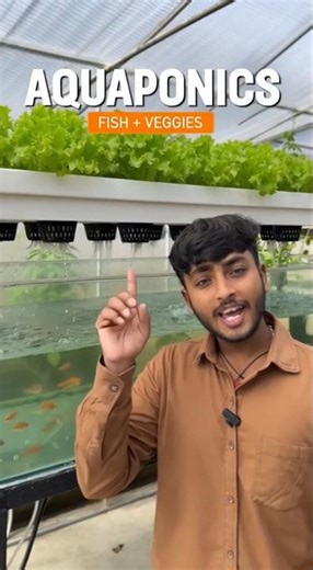 Machhli + Sabzi Ek Saath! Aquaponics Farming ka Kamal 😱🌱#AquaponicsIndia#SmartFarming#ModernKheti 🌱
