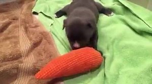 79K views · 9.3K reactions | About two minutes of stinkin' CUTENESS!!! Ready, set, go: Love, MacFosterBro | Mac's Mission | Facebook