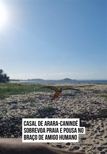 🥰🥹 Ao avistar o amigo humano, um casal de #arara-canindé resolveu cumprimentá-lo e filar uma bananinha. Antes de pousar no braço do companheiro, elas sobrevoam um lindo cenário #praiano e ensolarado. O vídeo impressionou os usuários nas #redes pela confiança das aves, sem a necessidade de domesticação. Lindas demais! É um privilégio… #entretênews 🤳@Lukitas50k| @myhoodbr