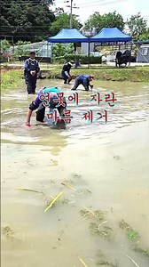추억의 수생식물 마름(물밤)을 아시나요?