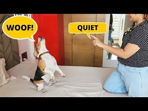 How to Teach your Beagle to Bark Less?