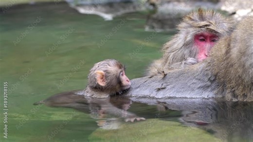 Three macaques in a hot spring onsen with two adults and one infant. The infant clings to an adult, splashing one hand in the water and occasionally looking at the camera as grooming continues.