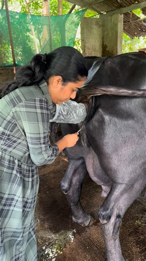 Dr Silpa S on Instagram: "Artificial insemination in buffaloes 🐃 Proper handling can minimize discomfort and injury #buffalo #murrahbuffalo #drona#buffalofarming"