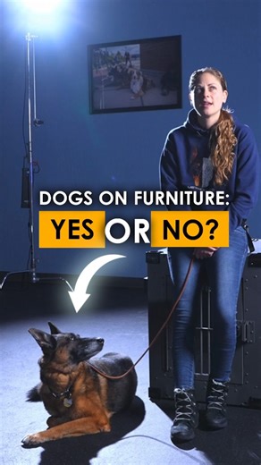 Should you allow your dog on furniture? Want to become a Professional Dog Trainer? Start your career today at Method K9 Institute. We have online or in-person options, accept payment plans, offer business coaching and more! Begin your career now by going to institute.methodk9.com. You can use our Coupon Code: SECRETSAVINGS to get 50% off of our certification courses. Join us today! #dogtraining #certifieddogtrainer #trainyourdog #professionaldogtrainer #dogtrainerschool #dogsofinstagram #shelter