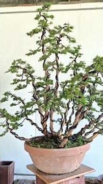How to Create a Unique Forest Bonsai from Scratch #ForestBonsai #BonsaiFromScratch #BonsaiTutorial