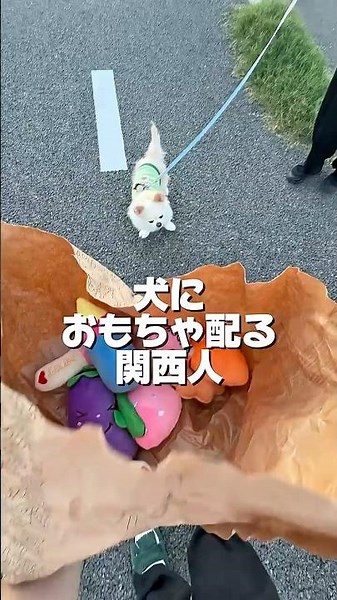 犬におもちゃ配る関西人 チワワ編#犬#いぬ#犬のいる暮らし #犬のいる生活 #いぬのいる生活 #いぬのきもち #チワワ#ちわわ#小型犬 #癒し#かわいい#愛犬#ペット#お散歩#おもちゃ#関西人#dog