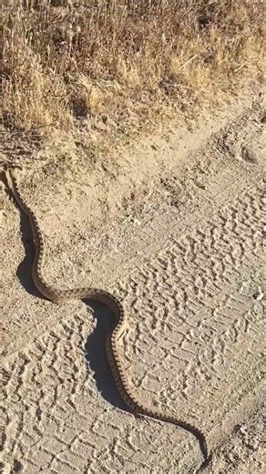 Gopher Snake Flees Fairview Mountain Mojave Desert CA #snake #americandesert #reptiles #herps