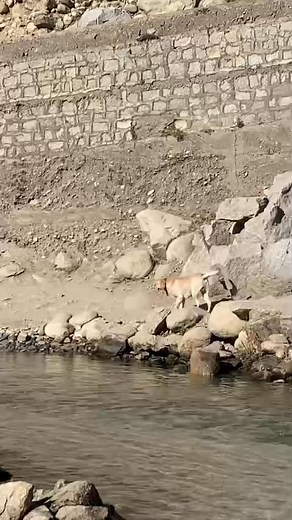 458K views · 10K reactions | چور پکڑنے والا ڈوگی یہ بہت شریف گھر کے اندر گیا ہے کچھ سمجھ نہیں ارہی | Kumrat Valley KPK | Facebook