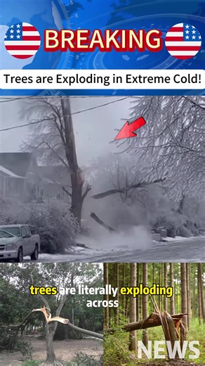 exploding trees trees exploding from freezing tree explode trees exploding from cold trees exploding #tree #explodingtrees #cold #explosion #usa