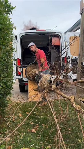 Thomas Bisson | Jardin Durable & Écologie on Instagram: "Tu veux planter un arbre et lui donner toutes les chances de bien s’installer ? Entre novembre et mars, c’est la période idéale pour planter un arbre. À cette période, l’arbre est en repos végétatif : il ne consomme pas d’énergie pour produire des feuilles et peut concentrer ses efforts sur le développement de son système racinaire. Le sol est naturellement plus humide et les températures sont plus favorables à l’enracinement. L’arbre a ai