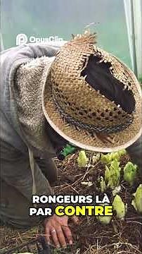 👉 Harvest of XXL Endives 😱 Easy Success in the Vegetable Garden!