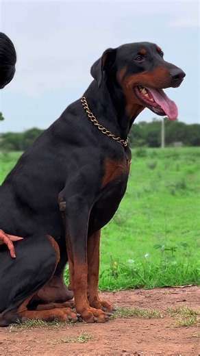 The glow-up is actually insane 🤯 #EuropeanDoberman #Doberman