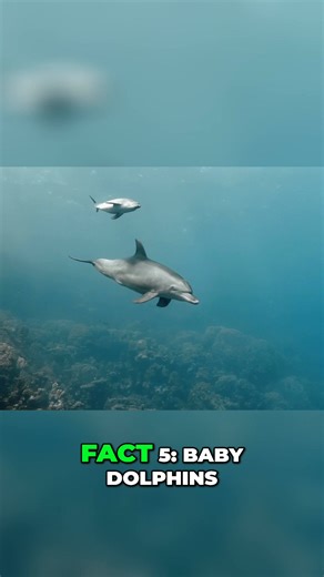 Baby dolphins have a unique way of conserving energy. The video then transitions to an unexpected topic: tiger cub stripes. Nature's full of surprises. #Dolphins #TigerCubs #AnimalBehavior #Wildlife #NatureFacts | Mind Orbit Facts